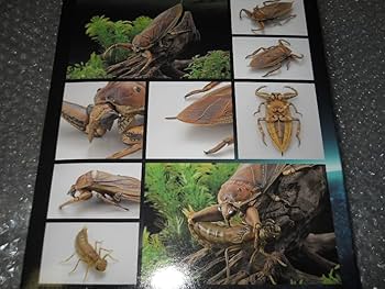 リボジオ　タガメ　海洋堂　ヤゴ ヤゴを捉えた瞬間も再現可能！ 海洋堂が手掛ける「タガメ」の